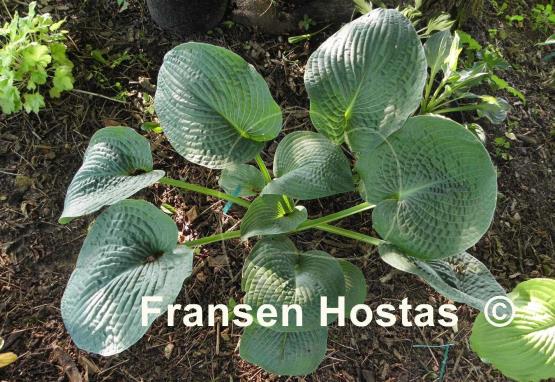Hosta Quilted Hearts